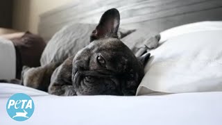 FlatFaced Dogs Suffer in Snoring Videos [upl. by Atinoj513]