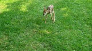 Baby deer bleating [upl. by Bar770]