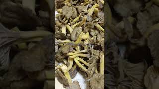 DELICIEUX CHANTERELLE GRISE DE BOIS viralvideo hardworks agriculture farmwork fieldwork asmr [upl. by Ocimad224]