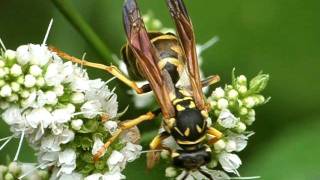 Polistes sp with Xenos vesparum Strepsiptera 1 [upl. by Rycca]