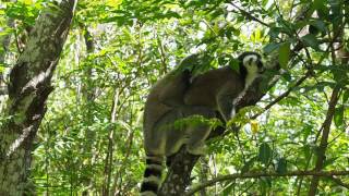 Ringtail lemurs mating Rare film [upl. by Archibold453]