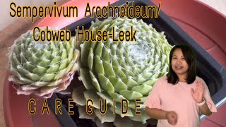 Sempervivum arachnoideumCobweb HouseleekCare Guide and Propagation [upl. by Aciraa764]