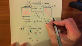 The Role of Nitric Oxide in Regulating Blood Pressure Part 1 [upl. by Rozek294]