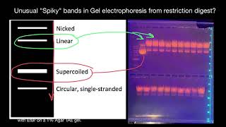 Unusual quotSpikyquot bands in Gel electrophoresis from restriction digest [upl. by Aisetal]