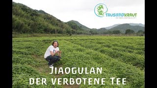 Tausendkraut Jiaogulan Farm [upl. by Nnairam]