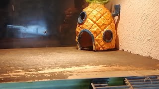 ACUARIO en CASA🏠 TORTUGAS MAPA🐢 RELAJANTE ASMR HORA DE DORMIR 😴 LIVE 🔴 [upl. by Linsk]