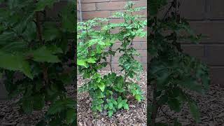 Evergreen plants  American Wintergreen and Christmas Holly begoodbecool garden beautiful [upl. by Iruyas510]