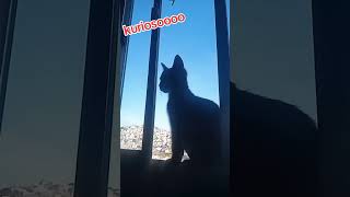 gato curioso [upl. by Halihs]