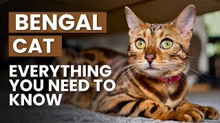 Bengal Cat  Everything You Need to Know [upl. by Eiahpets]