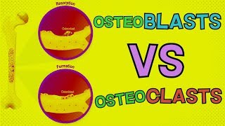 Osteoblasts vs Osteoclasts  HOW DO THEY BOTH FUNCTION Bone Remodeling [upl. by Percy365]