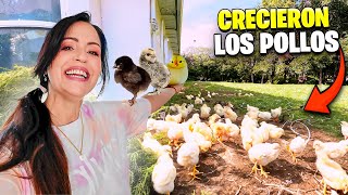 LOS POLLITOS YA TIENEN PLUMAS en las ALAS 😱 La finquita Bonita 😍 Sandra Cires Vlog [upl. by Ainattirb58]