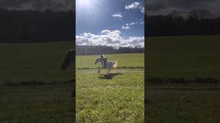 Dixie almost threw me today lol… horsefails equestrian horsemanship failvideo pony galloping [upl. by Skricki]