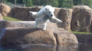 Polar Bear Nora Loves Diving Into Her Pool [upl. by Maleki]