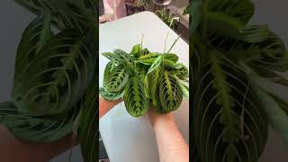 Maranta water to pon transfer  plantcare maranta repotting [upl. by Ydde]