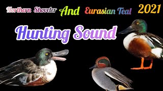 Northern Shoveler amp Teal Duck Mix Sound Teal Duck Hunting Mix Sound [upl. by Serilda326]