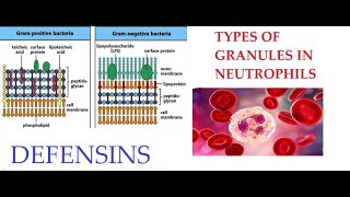 L26 Function of Defensins Granules in Neutrophils [upl. by Jules]