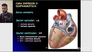 Anatomia com Maycomedic coração 1 [upl. by Cristi]