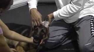 German Shepherd Ear Taping Example [upl. by Notanhoj]