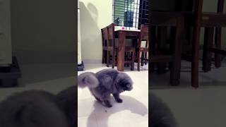 BAMSI swingsss🤣😇🐈‍⬛shortsvideo [upl. by Afital905]