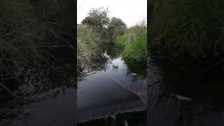 Wicklow river nature fish Mountains Trout jumping [upl. by Wilburt]