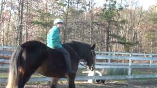 Trixy beautiful Shire horse Karen riding [upl. by Saxen]