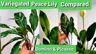 Spathiphyllum Variegated Peace Lily  Picasso amp Domino Compared [upl. by Dante]