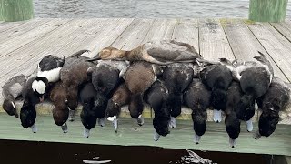 Another Bluebill Smackdown  Diver Duck Hunting Maryland [upl. by Sculley]