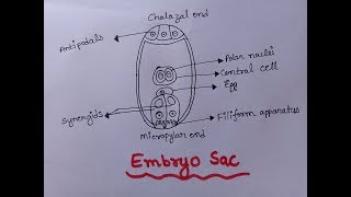 Embryo Sac  Diagram of Embryo Sac Well Labelled  Class 12  Embryo Sac Figure [upl. by Brine]