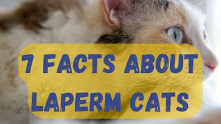 7 Facts About LaPerm Cats [upl. by Eicrad980]