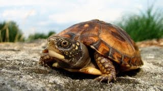 How to Take Care of a Turtle  Pet Turtles [upl. by Kenna]