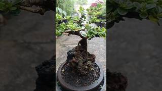 koleksiku bonsai sancang variegata bonsaitree bonsai shorts [upl. by Wehttam477]