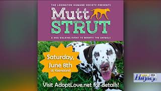 Mutt Strut Pet Of The Day May 31 2019 [upl. by Itnava]