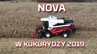 ZbiÃ³r kukurydzy na ziarno 2019 ðŸŒ½ kombajn Nova 330 Rostselmash  WYDAJNOÅšÄ†  CZYSTOÅšÄ† Korbanek [upl. by Erdrich]