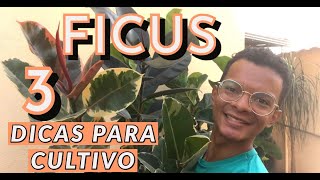 3 dicas infalíveis para cultivo de Ficus [upl. by Arta]