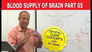 Blood Supply of Brain  Circle of Willis  Part 511 [upl. by Rosalee]