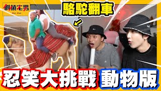 【忍笑大挑戰】抖音上的這些動物影片太好笑了吧😂｜【斜槓宅男】Ft 3doc9553 [upl. by Schroder]