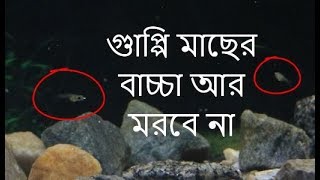 গাপ্পি মাছের বাচ্চা বাচানোর জন্য যা করবেন  Guppy fry [upl. by Annirtak]