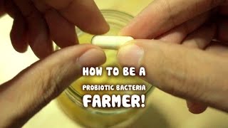 Growing your own Probiotic Bacteria fruit ferment [upl. by Jaret807]