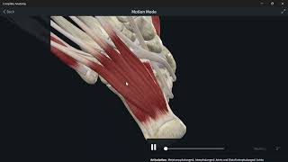 Gray’s Anatomy for Studentslower limb Muscles of planter foot 2nd layer شرح ومدارسة كتاب [upl. by Cornelius]