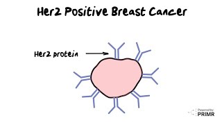 HER2positive Breast Cancer  How does it work A doctor explains with simple images [upl. by Kciv]