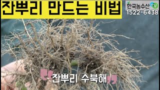 한국농수산TV 잔뿌리 많이 만들기 비법공개 잔뿌리가 많아야 건강한 작물 경남 밀양 [upl. by Intisar]