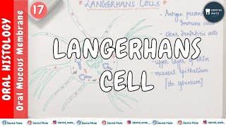 Langerhans Cells  NonKeratinocytes  OMM  Dr Paridhi Agrawal [upl. by Iosep]