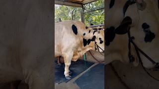 Huge Holstein friesian bull short shorts youtubeshorts youtubecreator cow animals cattle [upl. by Anilemrac]