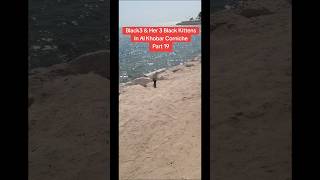 BLACK3 amp HER 3 BLACK KITTENS PART 19  Al Khobar Corniche shorts kittens straycats saudiarabia [upl. by Sopher]