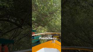 Mangrove forest in Pondicherry India mangrove pondicherry [upl. by Oakley331]