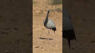 ✅️LA grulla MIGRATORIA viajando mas de 5000 kilómetros [upl. by Seek]