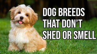 Top 10 Dog Breeds That Dont shed or smell  Small Dog Breeds That Dont Shed [upl. by Claire]