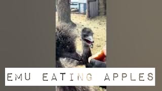 Emu eating an apple Did you know an emu can bite an apple just like you do [upl. by Atsirk]