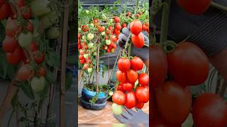 Growing super fruitful Tomatoes with just a few plastic bottles grow gardening shorts tomato [upl. by Nalyac]