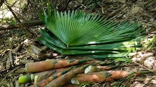 How bamboo shoot is transformed into different edible thingsBamboo shootmostly liked by tribals [upl. by Alleahcim]